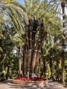 Imperial Palm Tree in Elche, Spain Royalty Free Stock Photo